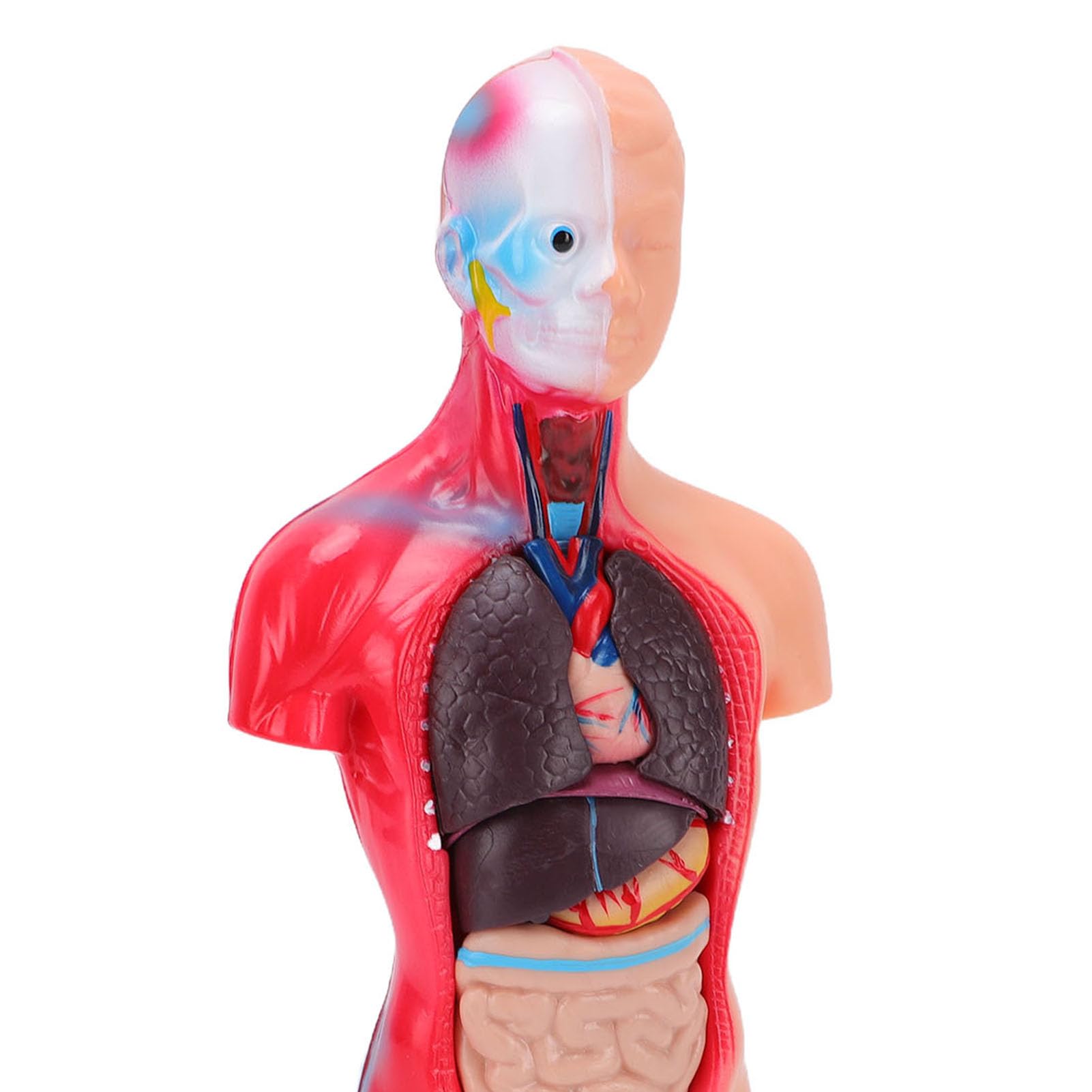 Generic Modelo Interactivo de órgano del Cuerpo Humano con Colores Vibrantes, Juguete Atractivo para Estudiantes de Secundaria y Primaria, Material de PVC