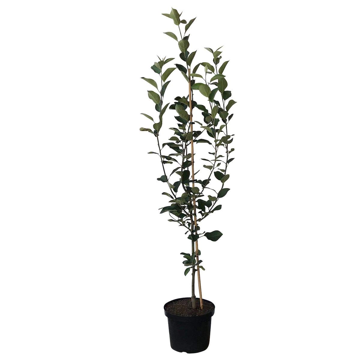 Apfelbaum Rebella mehrfach resistenter Herbstapfel Buschbaum ca. 110-140 cm 9,5 Liter Topf MM 111