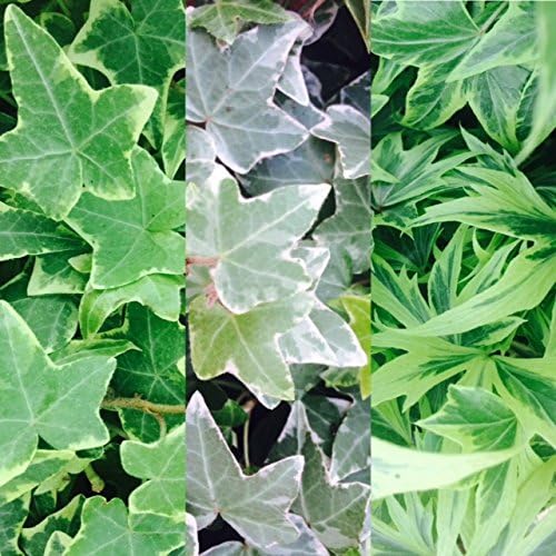 3 x Hedera Ivy Mix in 9cm Pots - English Ivy - Hedera Helix - Evergreen Shrubs