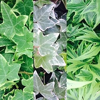 3 x Hedera Ivy Mix in 9cm Pots - English Ivy - Hedera Helix - Evergreen Shrubs