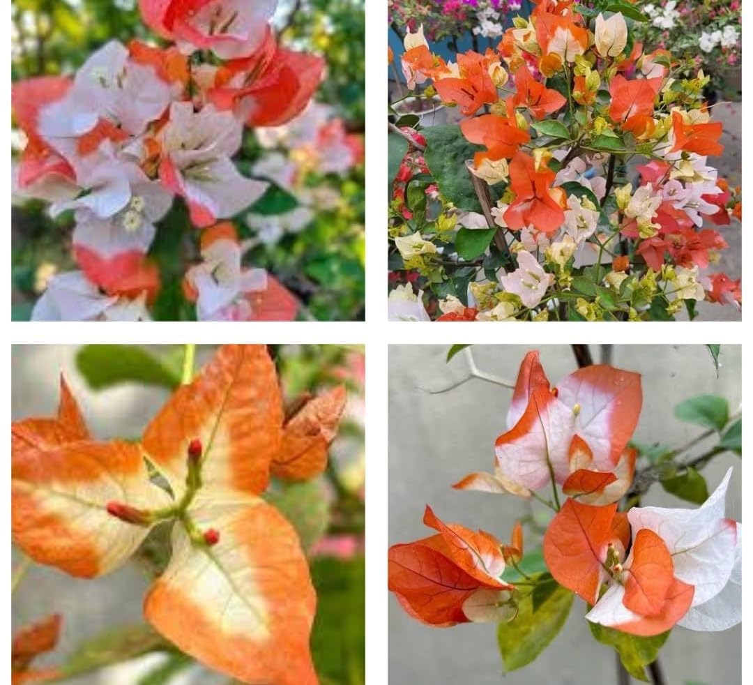 All-Time Original & Authentic 12-Month Hybrid Maharani Bougainvillea – Multicolor Live Plant In Poly Bag | Rare Exotic Flowering Plant | Perfect for Home Garden,. NDN-O6-image-21