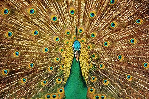 AFLE Peacock Decor,Peacock Art Painting Hanging Picture,Canvas Wall Art For Living Room Decor Aesthetic Vintage Posters & Prints,College Dorm Decor Dorm Posters For,12x18 inches,Unframed