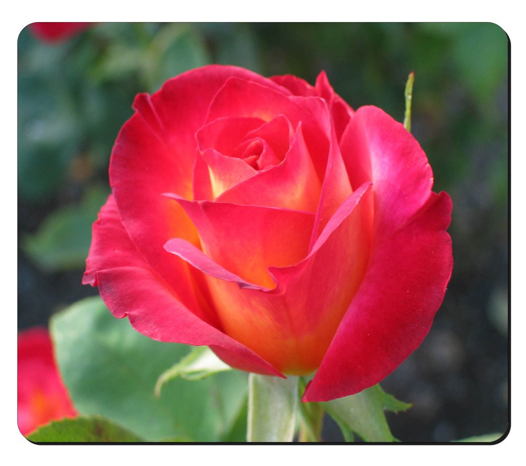 Beautiful Rose Design Rectangular Big Mouse Pad Pink Yellow Rose