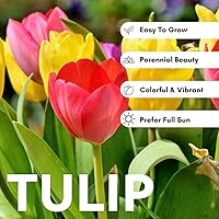 Vista 3 de Bulbos de tulipanes de color arcoíris para plantar – 10 bombillas de jardín o contenedor de primera calidad – Floraciones de primavera, flores