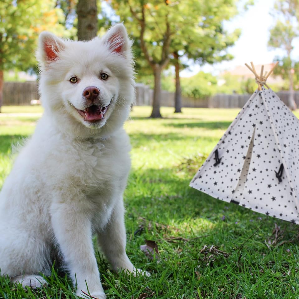 Beavorty Dog Kennel Tent Cat Bed House Portable Pet Tent Washable Breathable Tents for Indoor Outdoor Use - Image 4