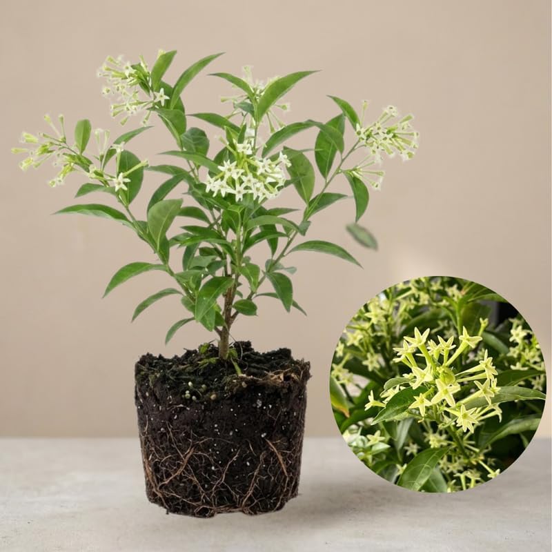 Night Blooming Jasmine Plant Indoor Live, Midnight Jasmine 4 Inch Tall Bare Root Seedling, Night Scented Flowering Plant for Patios