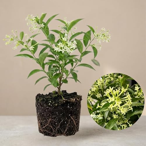 Night Blooming Jasmine Plant Indoor Live, Midnight Jasmine 8 Inch