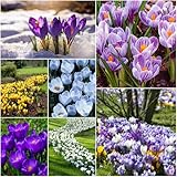 Colorful Crocus Blend Bulbs for Planting - Stunning Early Spring Blooms (50 Bulbs)