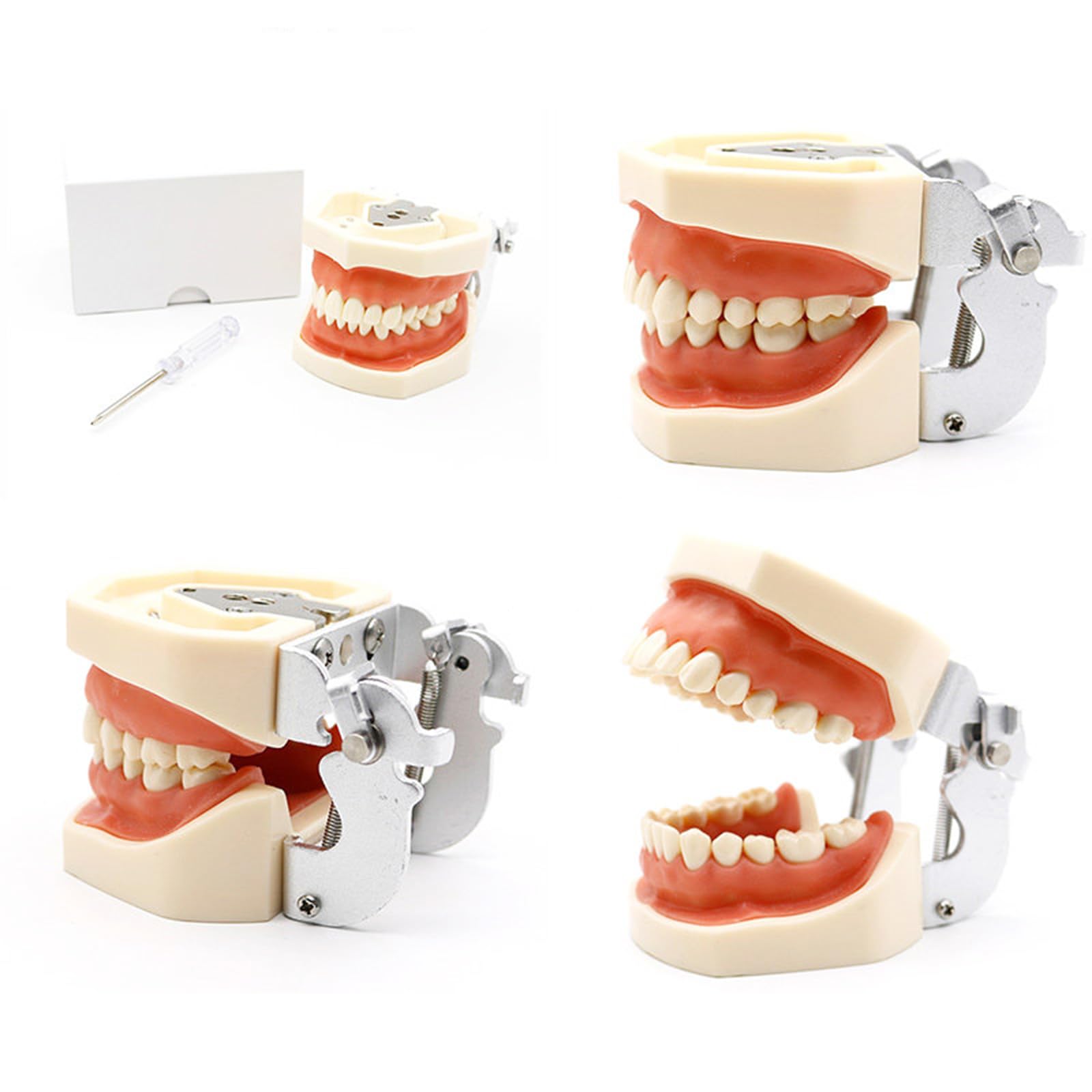 Model implantu dentystycznego - model zębów Typodont - do ćwiczenia technik naprawczych, z małym śrubokrętem