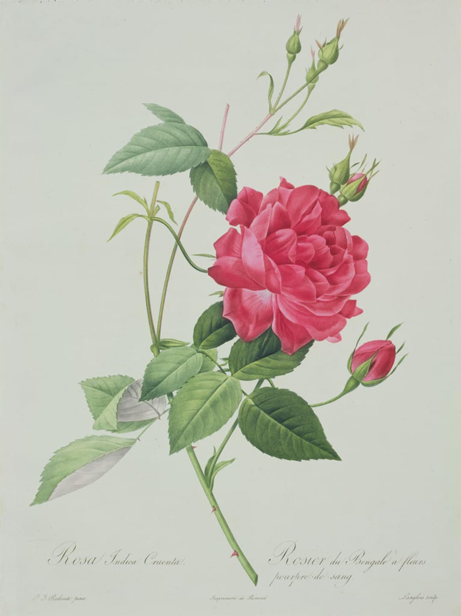 Tableau Toile Rosa Indica Cruenta Redouté Déco Bureau sans Reflet - 5
