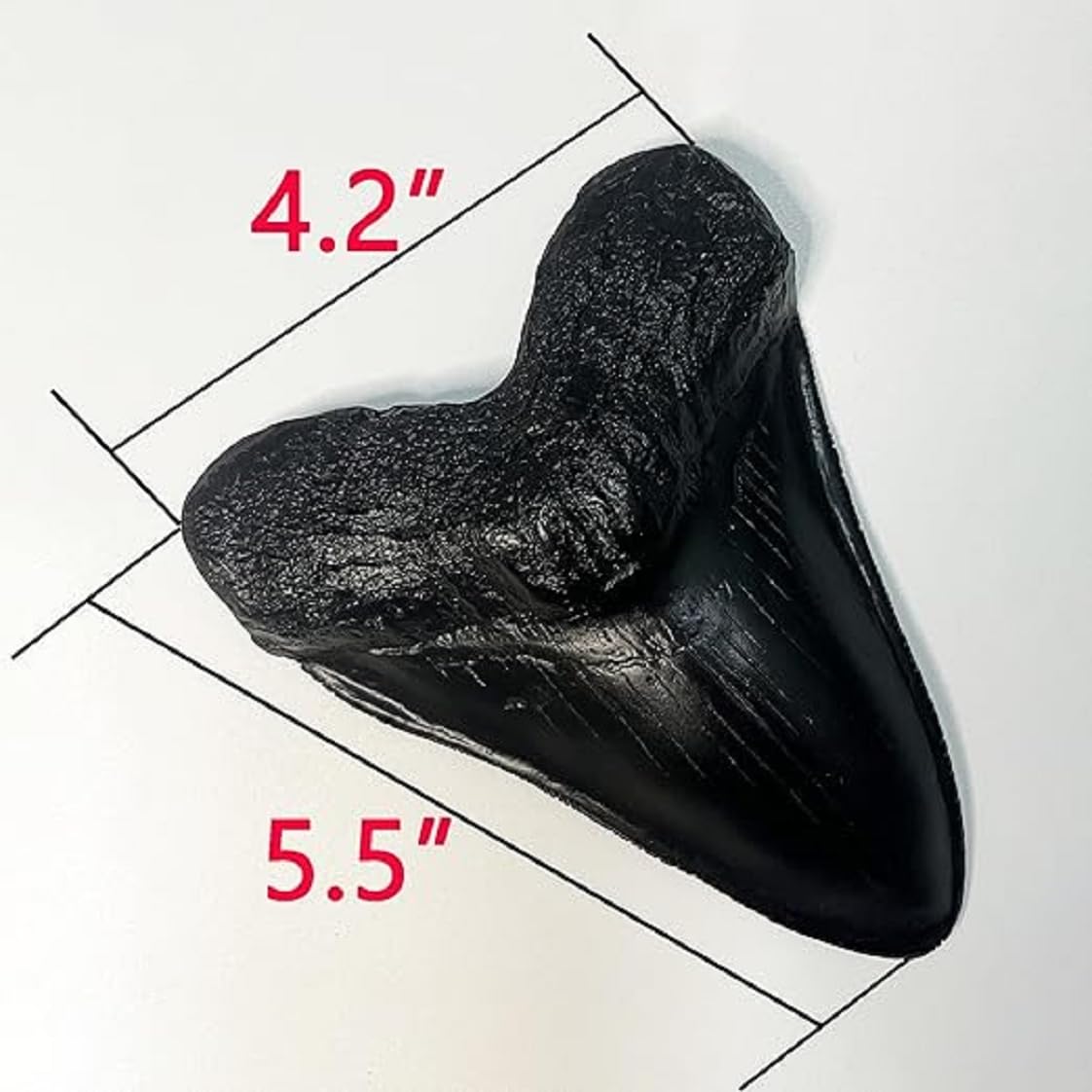 Megalodon - Replica di denti di squalo gigante, fuso fossile di qualità museale, colore: nero