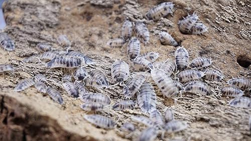 Miniatura 2 de Bugzy Bugs Vaca lechera 20 unidades de isópodos de porcelana viva Laevis Roly Poly Cleanup Crew Reptile Food