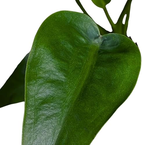 Miniatura 6 de BubbleBlooms Alocasia 'Tiny Dancer' en una olla de 4 pulgadas