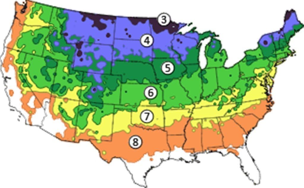 (6) North Georgia Mountain Grown American Holly Evergreen Landscaper Seedlings
