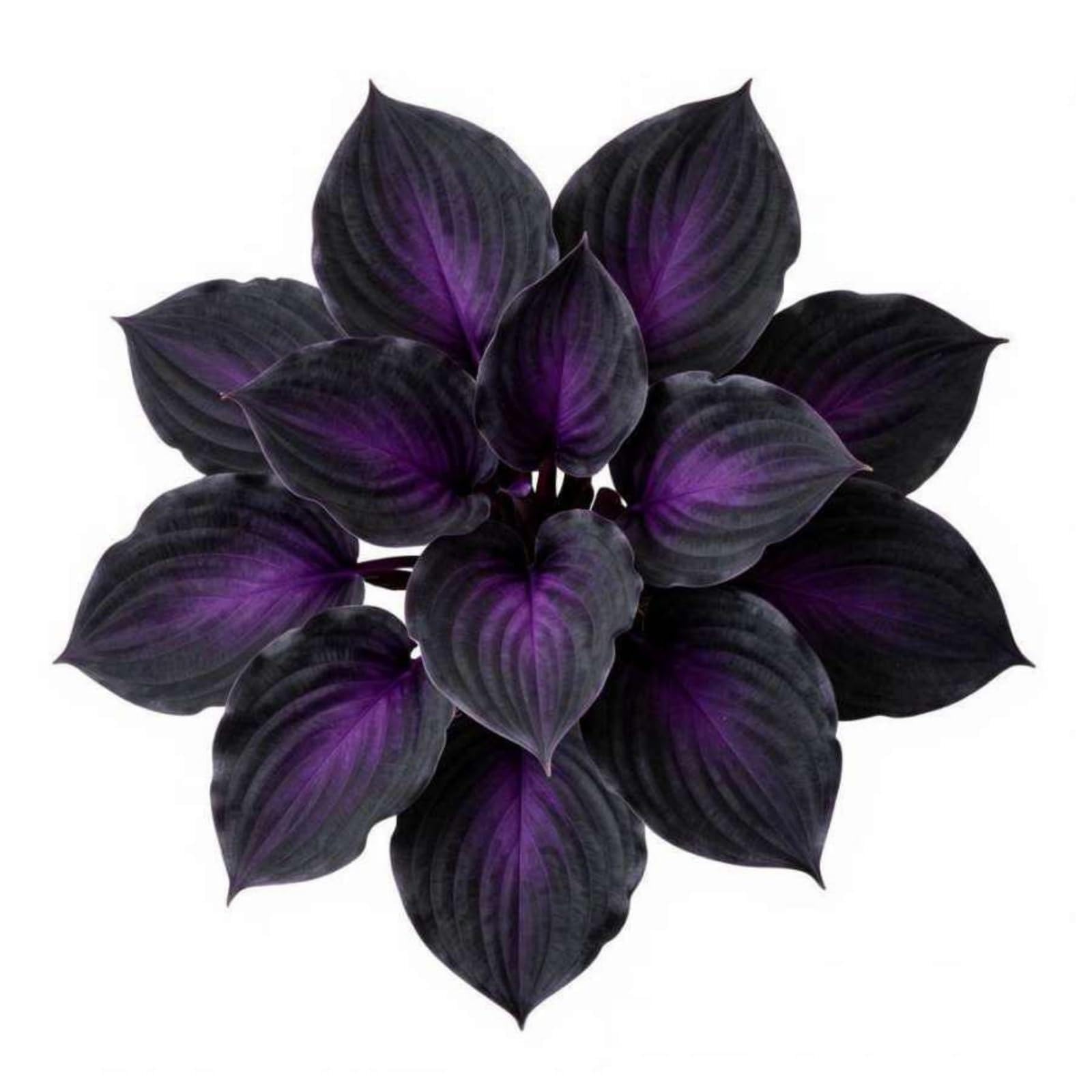 Black Magic Hosta Perennial - Lush Foliage for Shady Garden Borders - Mixed Variegated Shades(Hardy Perennial, Excellent Display)-4bulbs-F