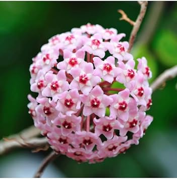 Mum  i e i A k Pembe 20-25 Cm Ev Salon Bitkisi Hoya Carnosa, BTSR313