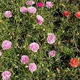 I fiori perfetti sono perfetti per taglio possono essere conservati lungo vasi.Pertanto, è molto popolare tra gli amanti dei fiori.