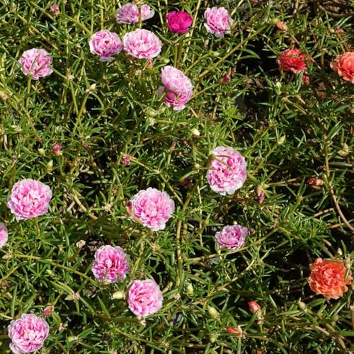 Portulaca giardino rocce rose muschi semi balcone semi esotici giardino 350pcs