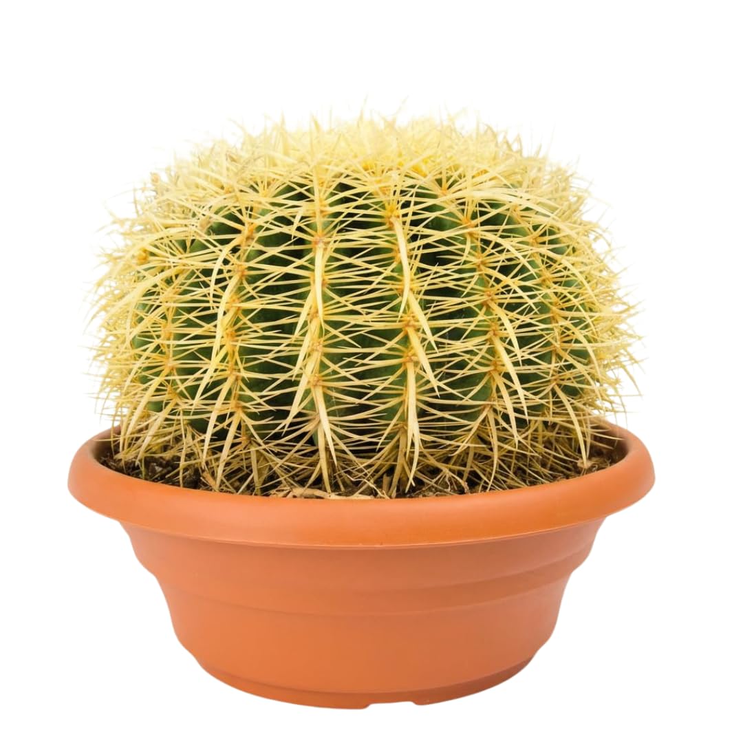 Iflo® Goldkugelkaktus Echinocactus grusonii Schwiegermutterstuhl XXL ca. 30-50 cm Höhe im Ø27 cm Topf – Pflegeleicht, selten gießen, echte lebende Zimmerpflanze