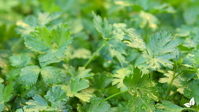 Flssigdnger Fr Petersilie 1L  Organischer Dnger Fr Krftiges Wachstum  Und Aromatische Bltter  Frdert Wurzeln Und Widerstandskraft  Organifer  : Amazon.de: Garten