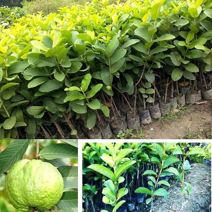 Image of Live Amrud (Guava) Fruit Plant with Pot | Exotic, Fresh & Healthy Guava Tree | Easy-to-Grow Indoor & Outdoor Plant | Pack of 1
