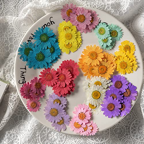 50 piezas flores naturales secas margarita para decoración miniatura 5