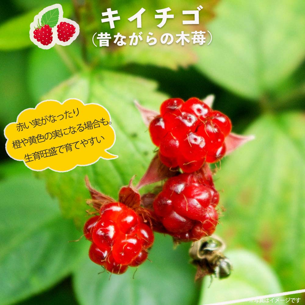 Amazon | キイチゴ （ 昔ながらの木イチゴ ） 果樹苗木 果樹苗