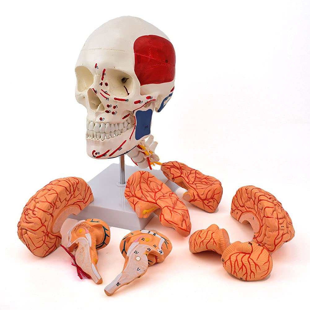 Modello Craniale Umano con Cervello E Verticoli, Modello Anatomico, Dimensioni di Vita per Le Scienze Naturali, Modello Didattico