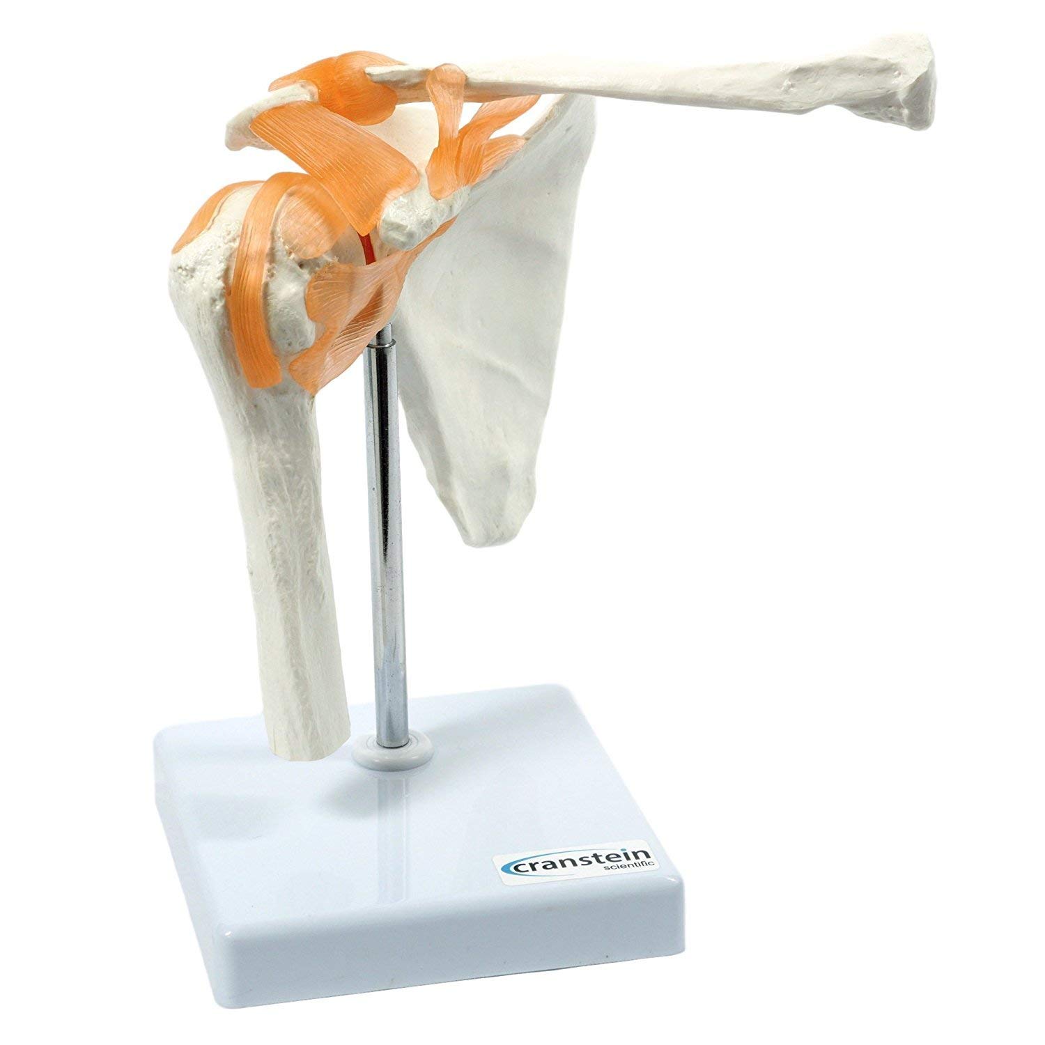 MYASKRO Medical Shoulder Anatomy Model with Functional Ligaments and