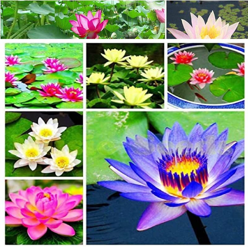 Hudgle Water Lily Flower Seeds (Pack Of 20 Seeds) - All Mix Colors… Growing Lotus Brings Positive Vibrations According To Vaastu Shastra…2023_hudgle_26 (B0BJX6GBLD) Amazon Price History, Amazon Price Tracker