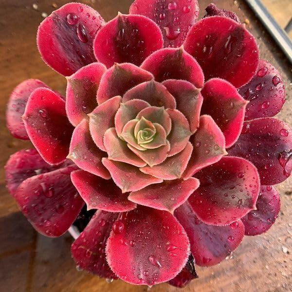 Amazon.co.jp: 農園直売 多肉植物 寄せ植え アエオニウム属 メデューサ
