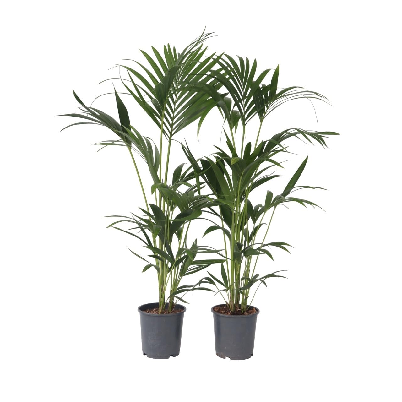 Plant in a Box - Howea forsteriana - Set de 2 - Palmera de interior - Kentia - Maceta 18cm - Altura 90-100cm - Planta verde - Siempre verde