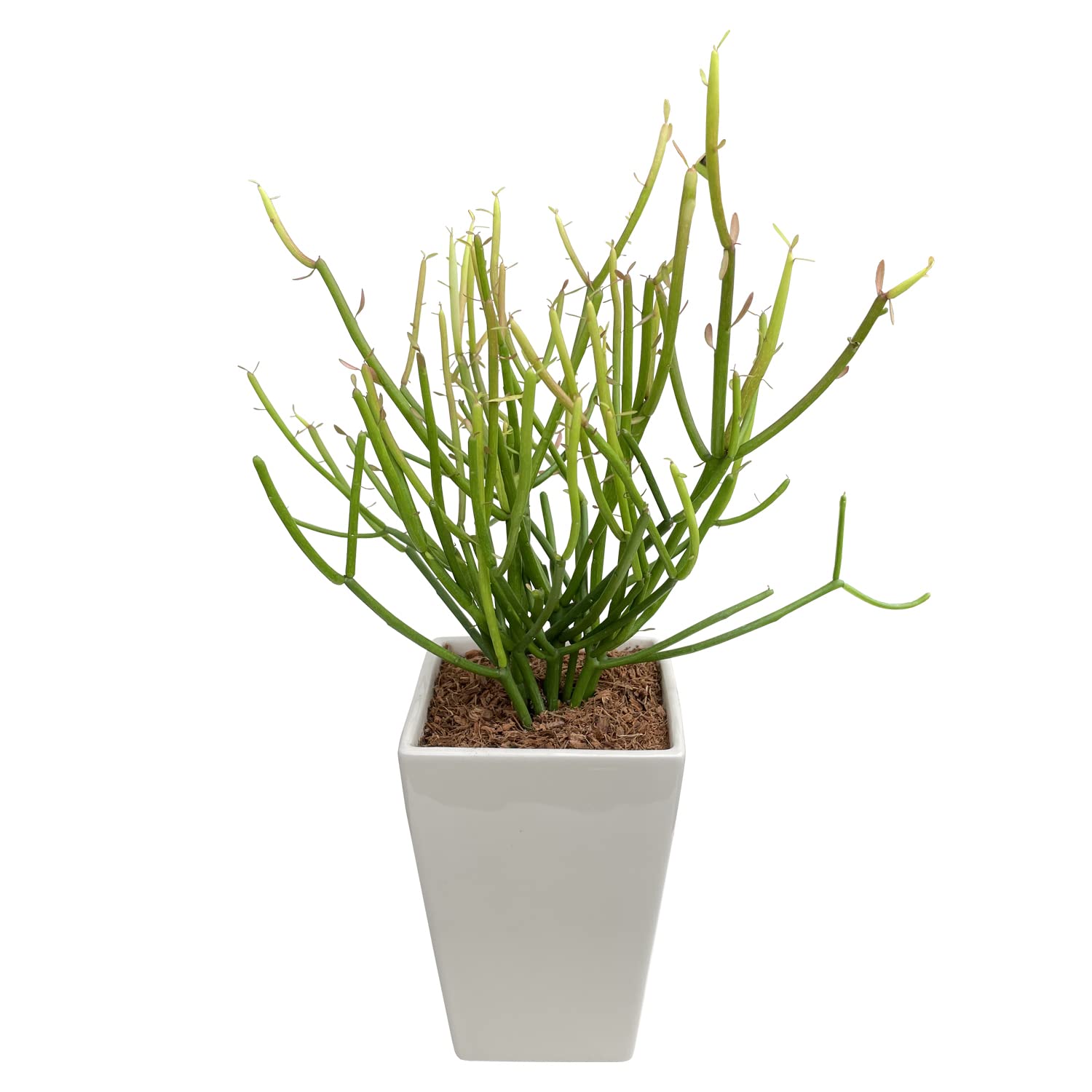 Amazon｜花のギフト社 贈り物 ミルクブッシュ 鉢植え 観葉植物