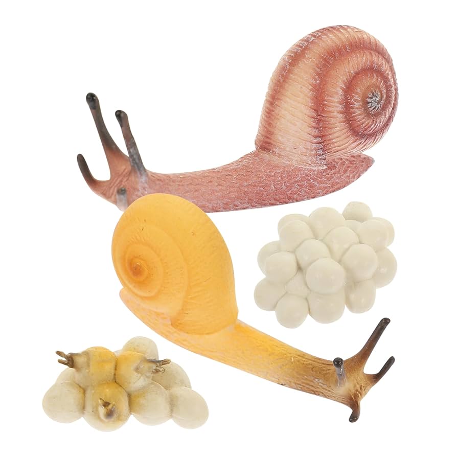 Amazon.co.jp: EXCEART 1セット仿真蜗牛成长周期模型 子供向けの