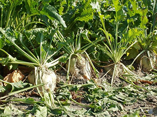 Best Food Plot Seed For Deer Sugar Beets
