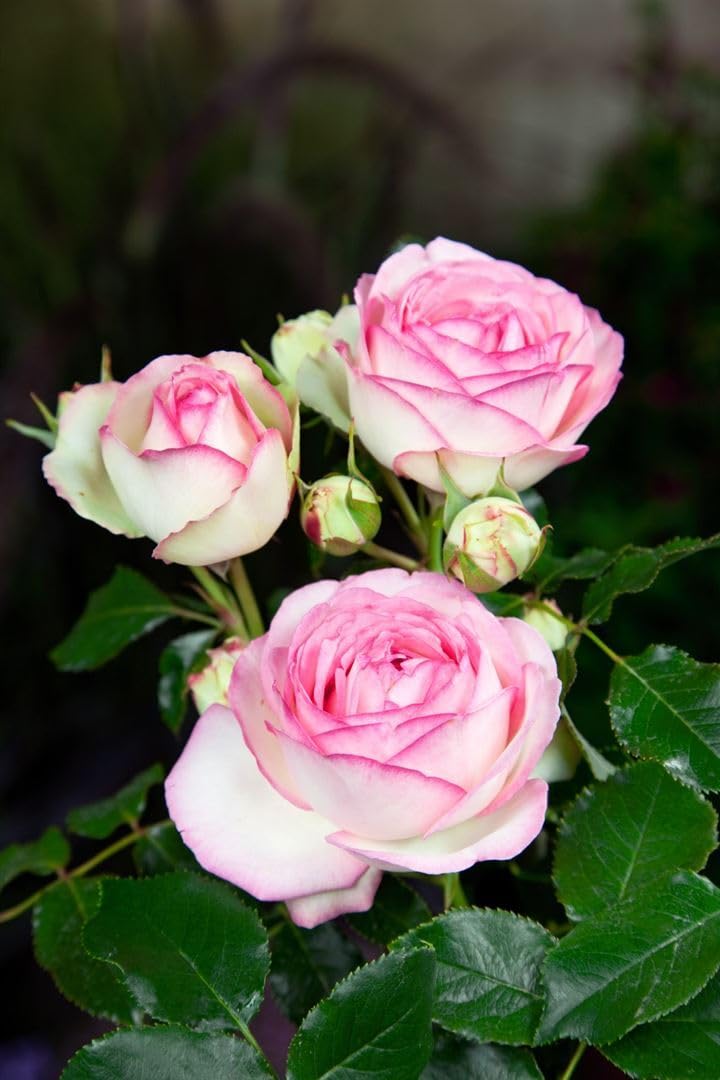 Rosa 'Eden Rose' – Winterhart, Mehrjährig – Kletterrose – Kletterpflanze für Spalier, Pergola & Rankhilfe