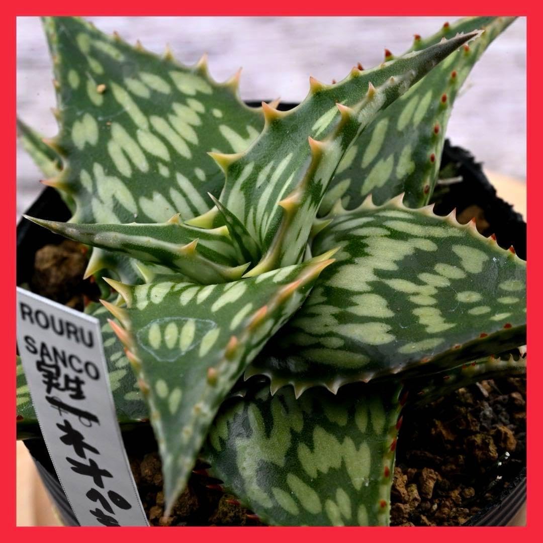 実生 ネオペッキー×ヘミンギー アロエ 多肉植物 オリジナルラベル付き 極上苗 アロエ 実生 ネオペッキー×ヘミンギー 多肉植物 オリジナルラベル 極上