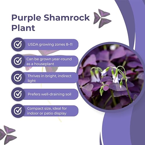 Miniatura 4 de Planta Oxalis de color púrpura intenso, arbusto de trébol morado, planta ornamental de floración de primavera, 4-8 pulgadas de alto para crecer