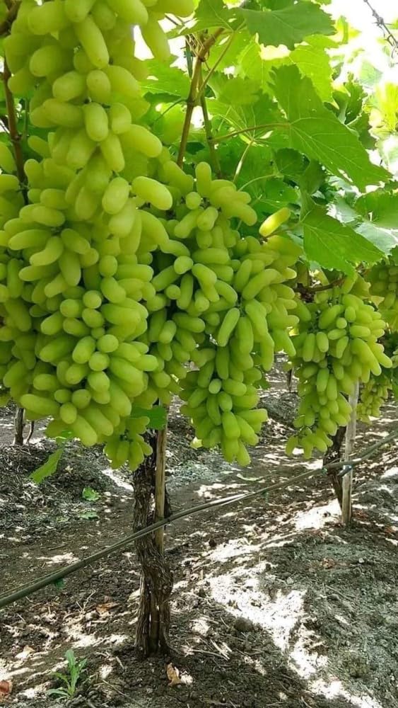 See full amazon price history chart for Sweet Seedless Green Grapes Air Layered Plant 1ft Height Hybrid Variety Suitable for Indian Climate (Organic Long Fruit Plant) Pack of 1 Sweet Seedless Green Grapes Air Layered Plant 1ft Height Hybrid Variety Suitable for Indian Climate (Organic Long Fruit Plant) Pack of 1 (B0CTXGZH75) Amazon Price History, Amazon Price Tracker