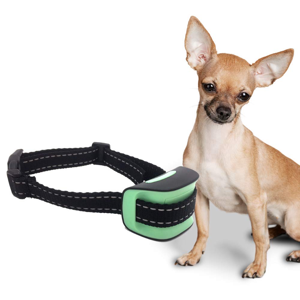 bark collar on puppy