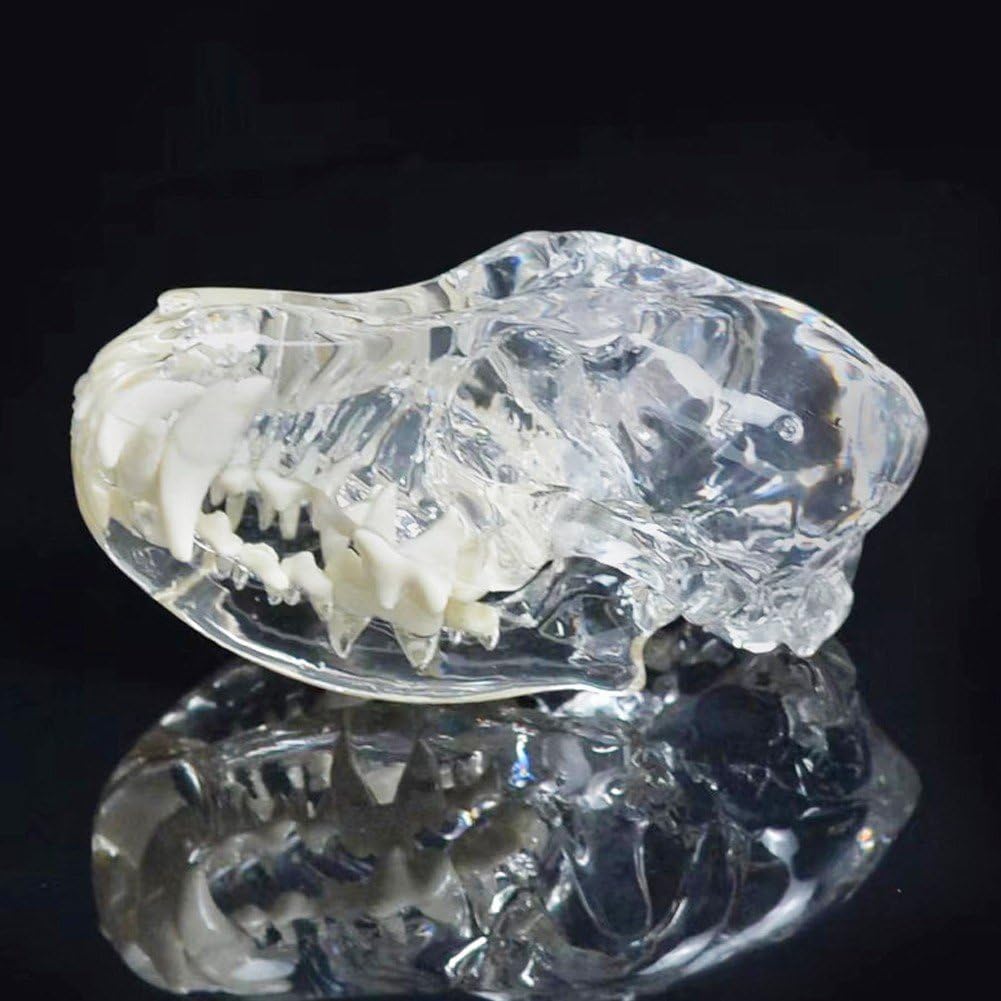 Modelo Dental De Perro con Cráneo Transparente, Modelo De Dientes Orales, Modelo Anatómico De Clínica Veterinaria para Educación Veterinaria Canina, Decoración, Demostración