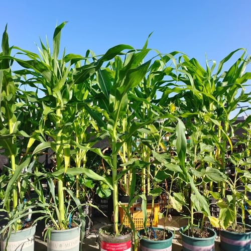 Semillas de maíz, semillas de maíz dulce, semillas de maíz, plantas de interior, plantas para lugares soleados jardín de flores, plantas en macetas macetas, plantas de jardín plantas 65pcs
