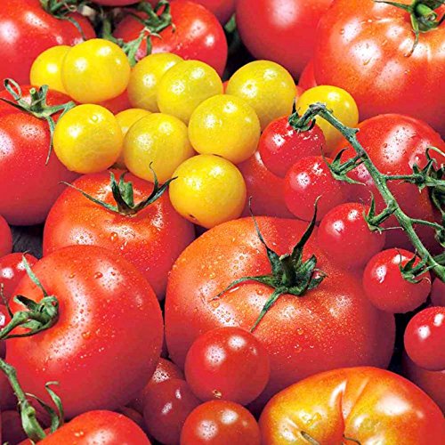Seedscare India: Heirloom Collection of Major 10 Types of Tomatoes Big, Round and Cherry (50+ Seeds Each) (B01FAMM30W) Amazon Price History, Amazon Price Tracker