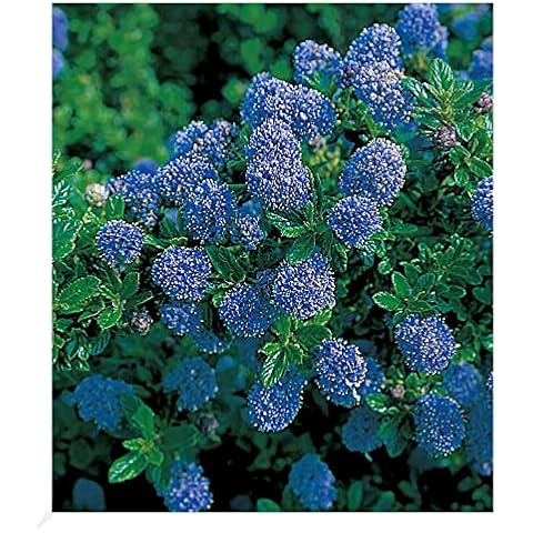 BALDUR Garten immergrüne Säckelblume Blauer Ceanothus 'Blue Mound', 1 Pflanze, Kalifornischer Flieder winterhart, trockenresistent, pflegeleicht, Wasserbedarf gering, blühend Cover