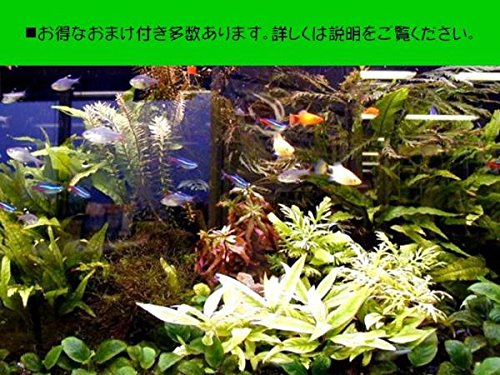 Amazon | レッドビーシュリンプ繁殖飼育完全セット（AS