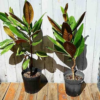 タイサンボク　斑入り　5.5号鉢 タイサンボク 斑入り 5.5号鉢