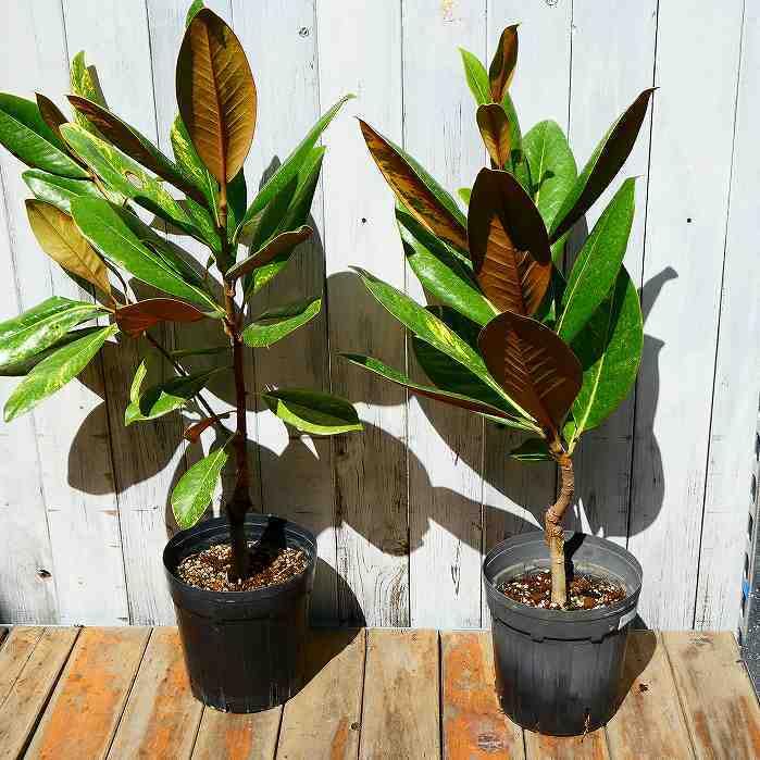 Amazon | タイサンボク 斑入り 苗 6号鉢 泰山木 苗木 植木 白い