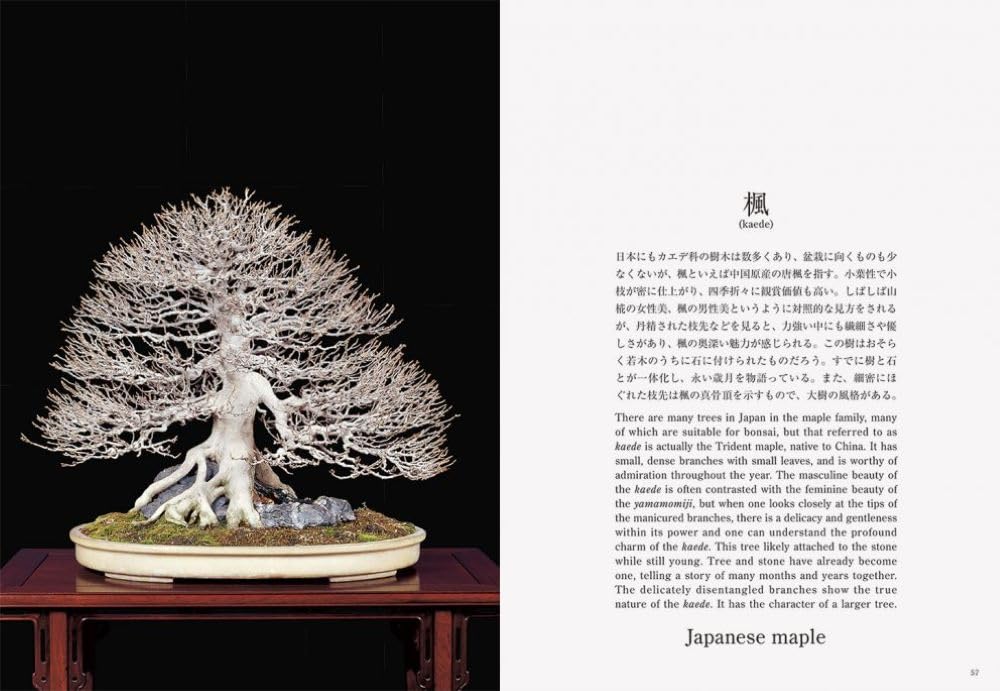 Bonsai: Reprint Edition