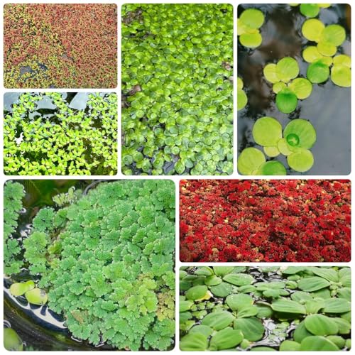 Semillas de lenteja de agua para estanques, estanque de acuáticas regalos inusuales semillas de acuario variedades antiguas sostenible de acuario 500pcs