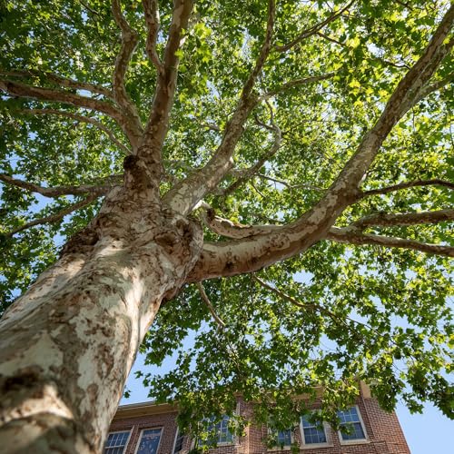 2 American Sycamore Trees - 24-36" Tall Live Plants - Fast Growing Native Shade Trees - Platanus occidentalis - (2 Pack)